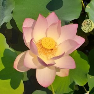 Meet your Posher, Mae